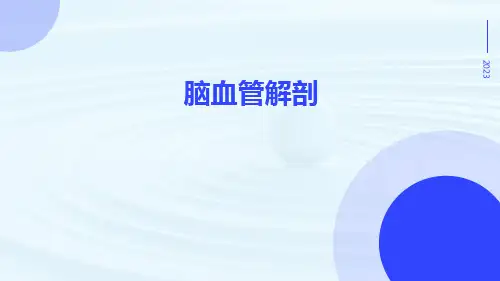 脑血管解剖