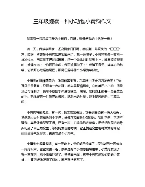三年级观察一种小动物小黄狗作文