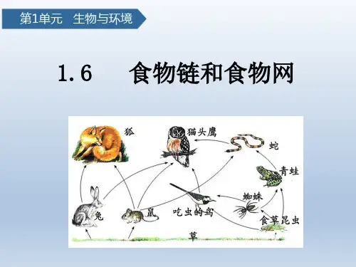 教科版五年级下册科学1.6食物链和食物网课件