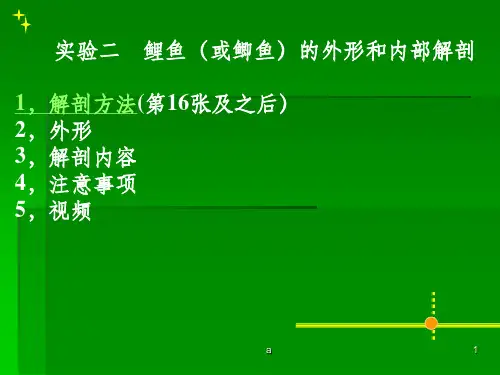 鲤鱼解剖实验