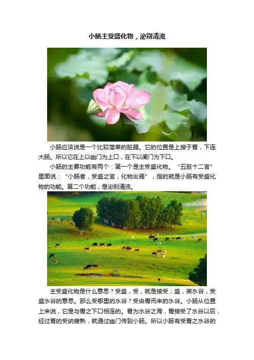小肠主受盛化物，泌别清浊