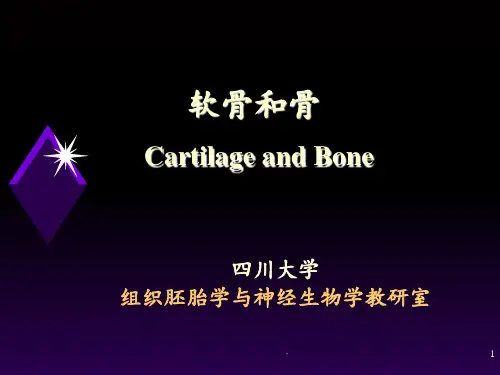 组织胚胎学软骨和骨ppt课件