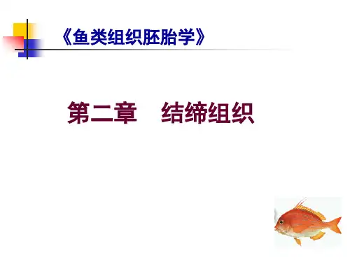 组织胚胎学课件02结缔组织