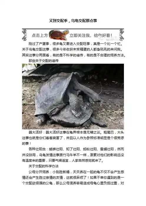 又到交配季，乌龟交配那点事