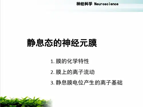 神经元的电活动PPT课件