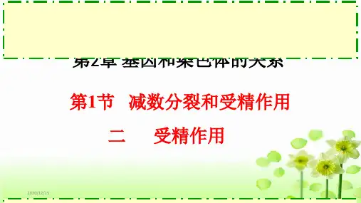 减数分裂和受精作用高中生物必修二教学课件2