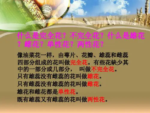 四年级下 花 果实和种子教科版ppt (共18页)