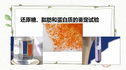 2023届高三生物一轮复习--还原糖、脂肪和蛋白质的鉴定实验(共18张ppt)