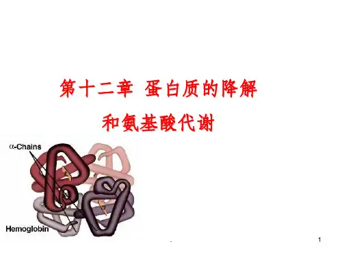 蛋白质的降解和氨基酸代谢ppt课件