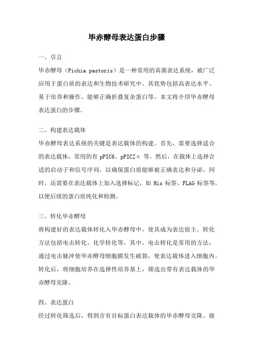 毕赤酵母表达蛋白步骤