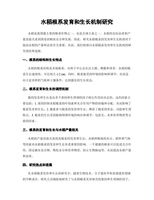 水稻根系发育和生长机制研究