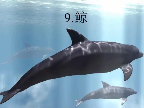 《鲸》优质公开课课件