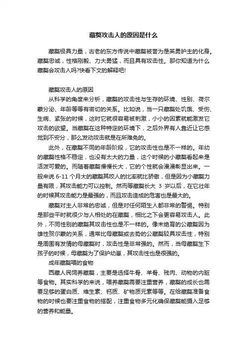 藏獒攻击人的原因是什么