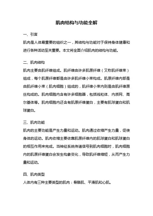 肌肉结构与功能全解
