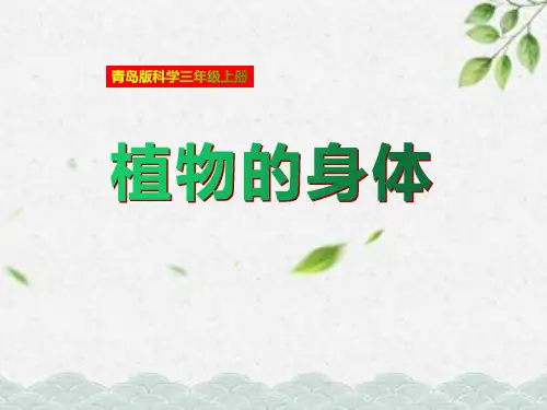 三年级科学上册《植物的身体》ppt课件