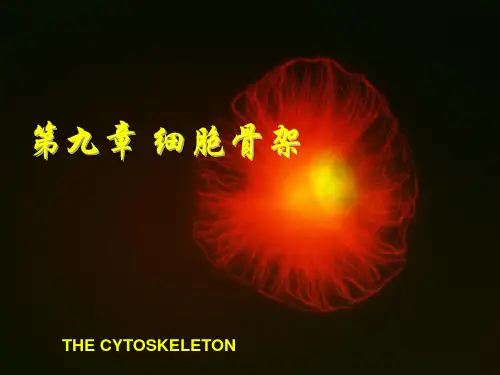 细胞生物学教程细胞骨架课件