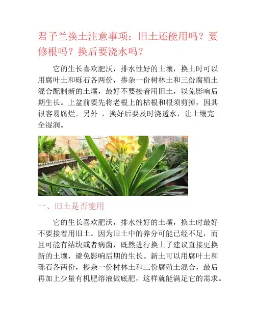 君子兰换土注意事项：旧土还能用吗？要修根吗？换后要浇水吗？-养花技巧