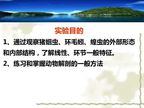 猪蛔虫与环毛蚓的解剖-PPT课件
