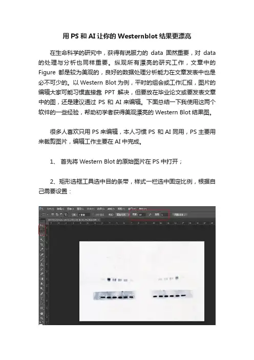 用PS和AI让你的Westernblot结果更漂亮