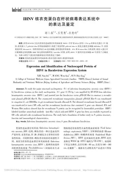 IHNV核衣壳蛋白在杆状病毒表达系统中的表达及鉴定