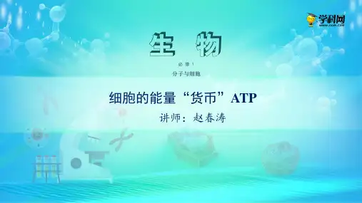 课件 5.2 细胞的能量“货币”ATP-高中生物必修1(新教材同步课件)(共16张PPT)(最新版推荐下载)