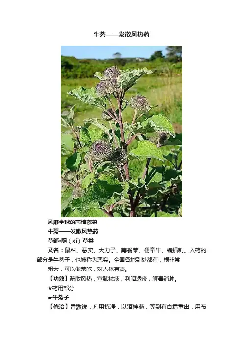 牛蒡——发散风热药
