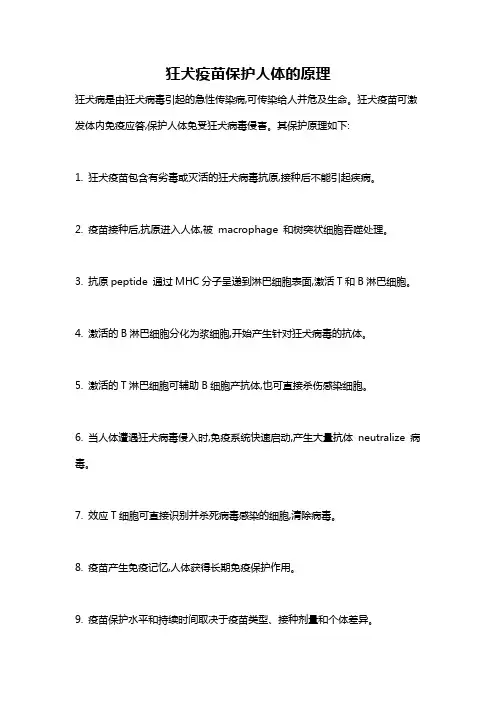 狂犬疫苗保护人体的原理