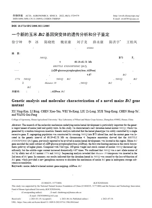 一个新的玉米Bt2基因突变体的遗传分析和分子鉴定