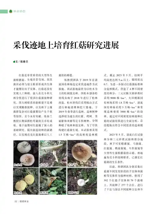 采伐迹地上培育红菇研究进展