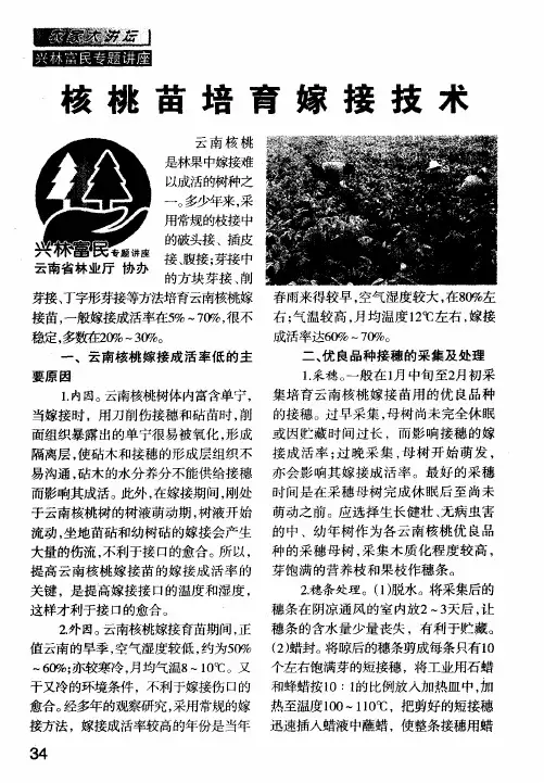 核桃苗培育嫁接技术
