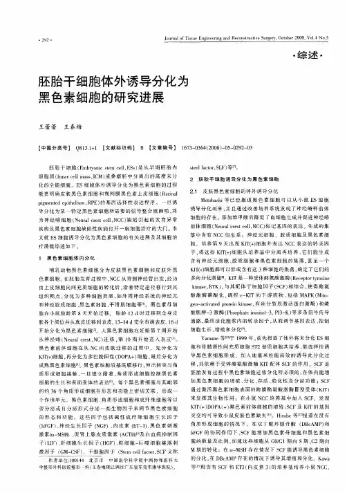 胚胎干细胞体外诱导分化为黑色素细胞的研究进展