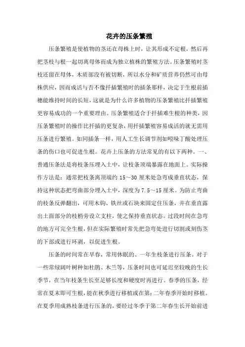 花卉的压条繁殖