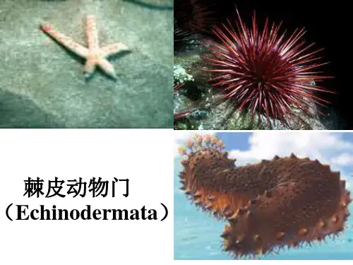 棘皮动物