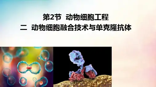动物细胞融合技术和单克隆抗体课件高二下学期生物人教版选择性必修3