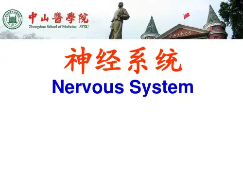 人体解剖学：神经系统