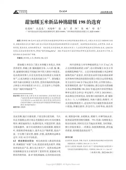 甜加糯玉米新品种锦甜糯198 的选育