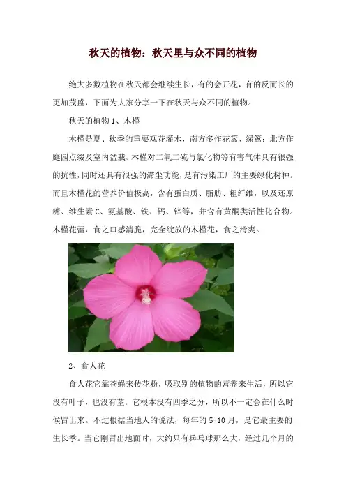 秋天的植物：秋天里与众不同的植物