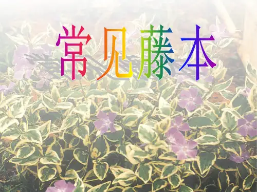 常见藤本