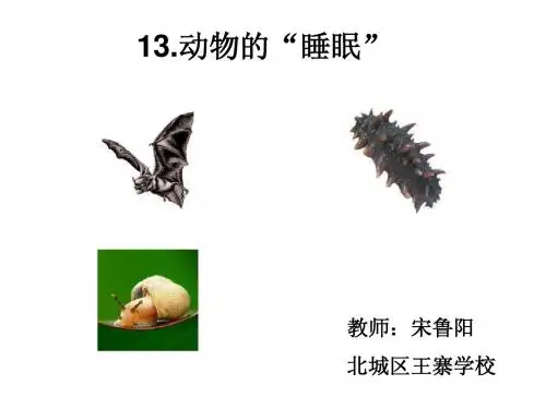 动物的睡眠