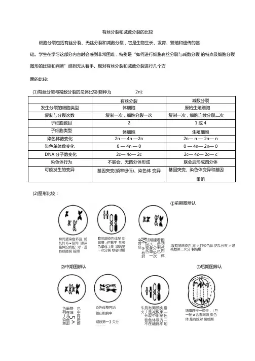 有丝分裂和减数分裂的比较