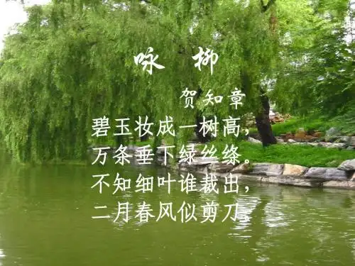 《柳叶儿》实用课件