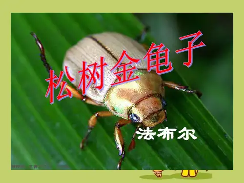 《松树金龟子》精品 课件 