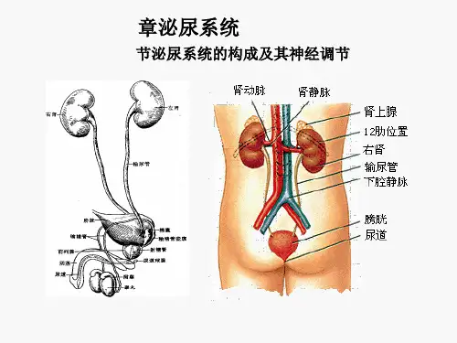 人体解剖生理学--第十章-泌尿系统
