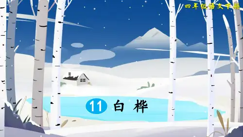 部编版四年级语文下册第11课《白桦》精美PPT课件