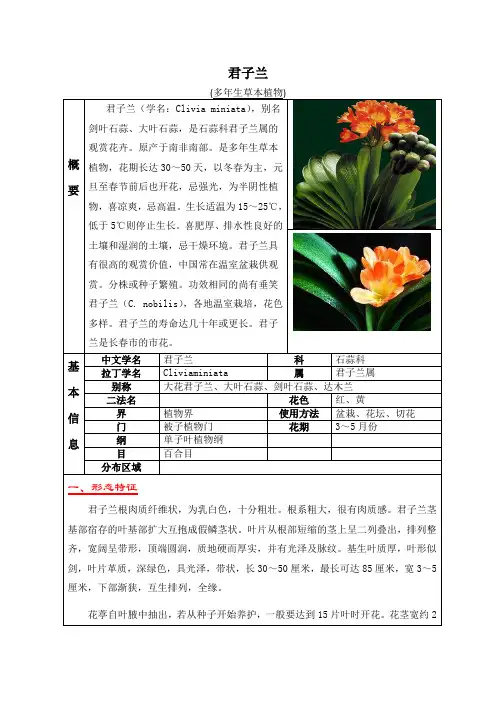 多年生草本植物--君子兰知识介绍