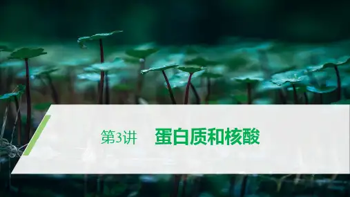 高中生物必修一《蛋白质和核酸》 ppt课件