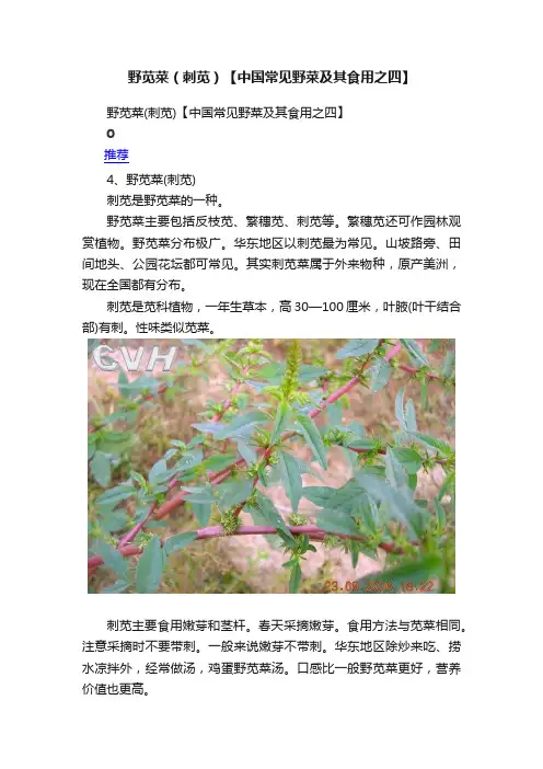 野苋菜（刺苋）【中国常见野菜及其食用之四】