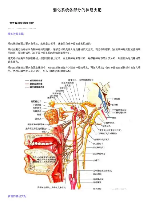 消化系统各部分的神经支配