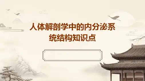 人体解剖学中的内分泌系统结构知识点