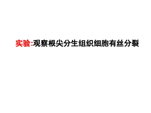 有丝分裂实验讲解